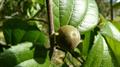 Ziziphus joazeiro